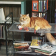Illustration for article titled Caturday - Library Cat Edition